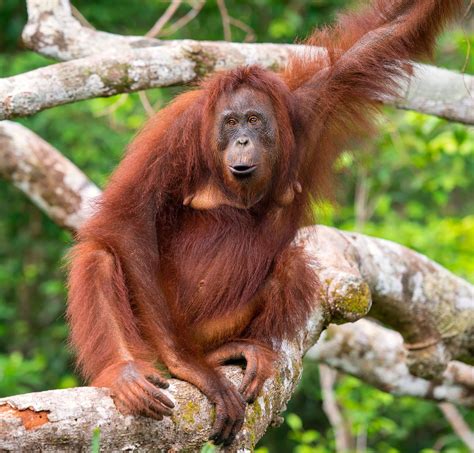 orangutan tits|orangutan